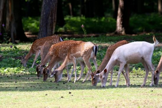 Damhirschkuh - Wildpark Alte Fasanerie Klein Auheim 2021