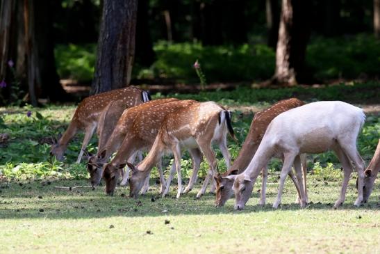 Damhirschkuh - Wildpark Alte Fasanerie Klein Auheim 2021