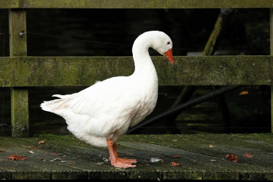 Diepholzer Gans Opel Zoo Kronberg 2014