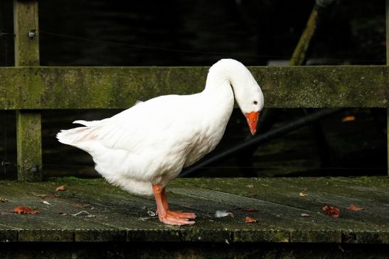 Diepholzer Gans Opel Zoo Kronberg 2014