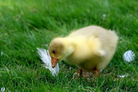 Diepholzer Gans Jungtier Wildpark Alte Fasanerie Klein Auheim 2020