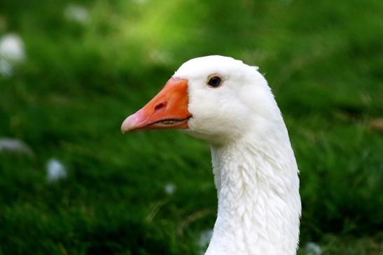 Diepholzer Gans Wildpark Alte Fasanerie Klein Auheim 2020