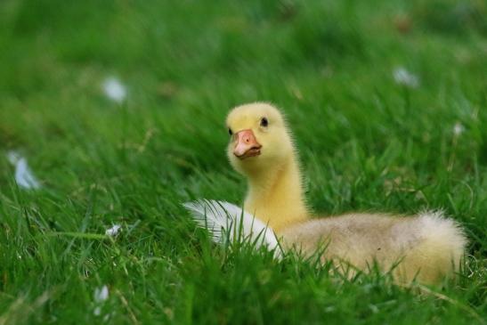 Diepholzer Gans Jungtier Wildpark Alte Fasanerie Klein Auheim 2020