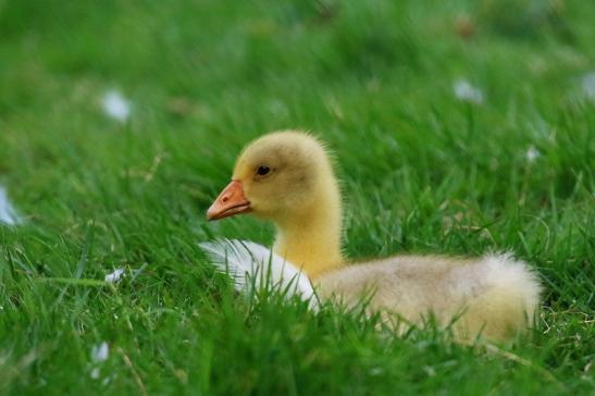 Diepholzer Gans Jungtier Wildpark Alte Fasanerie Klein Auheim 2020