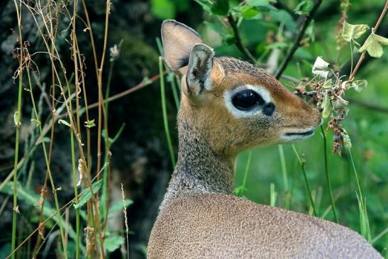 Dikdik Zoo Frankfurt am Main 2018