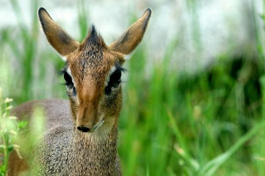 Dikdik Zoo Frankfurt am Main 2018