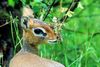 Dikdik Antilope Zoo Frankfurt am Main