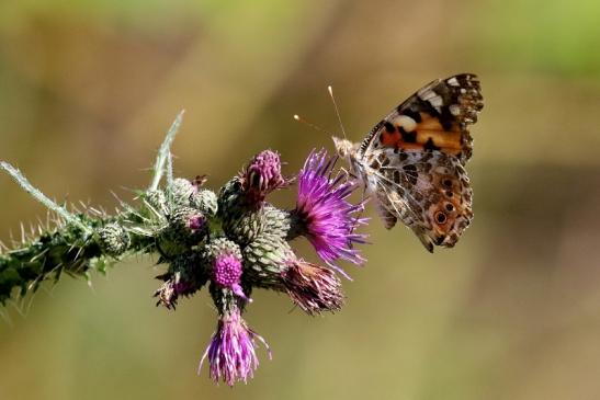 Distelfalter Wildpark Alte Fasanerie Klein Auheim 2019