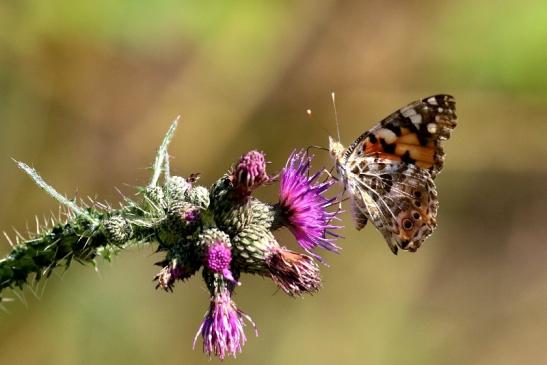 Distelfalter Wildpark Alte Fasanerie Klein Auheim 2019