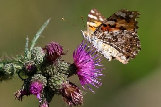 Distelfalter Wildpark Alte Fasanerie Klein Auheim 2019