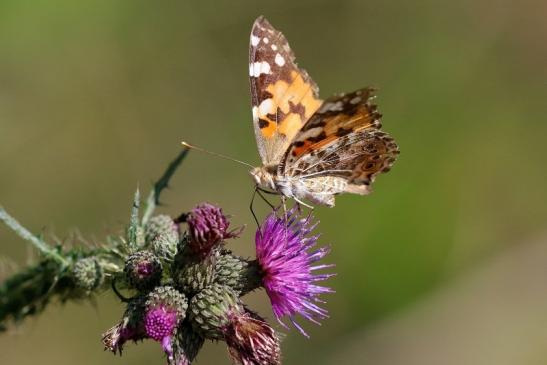 Distelfalter Wildpark Alte Fasanerie Klein Auheim 2019