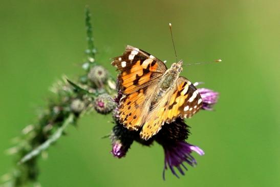 Distelfalter Wildpark Alte Fasanerie Klein Auheim 2019