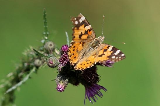 Distelfalter Wildpark Alte Fasanerie Klein Auheim 2019