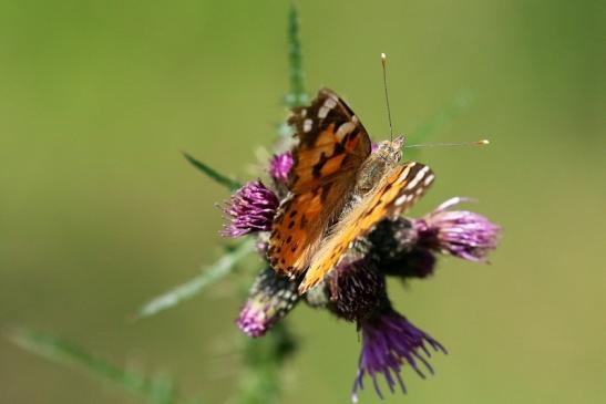 Distelfalter Wildpark Alte Fasanerie Klein Auheim 2019