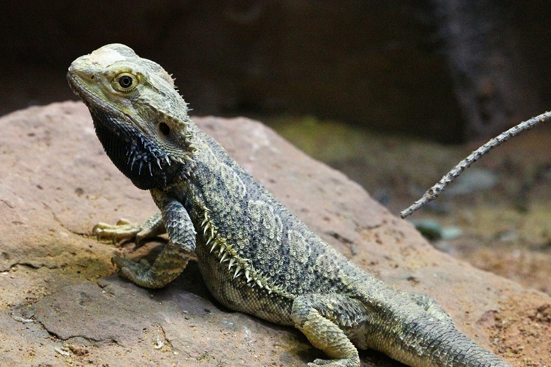 Dornschwanzagame Zoo Vivarium Darmstadt 2012