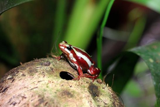 Dreistreifen Baumsteiger Zoo Vivarium Darmstadt 2014