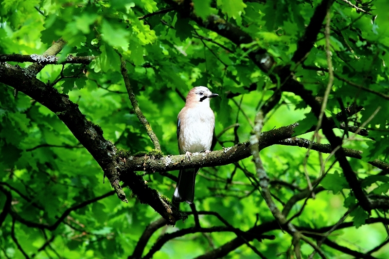Eichelhäher Wildpark Alte Fasanerie Klein Auheim 2018