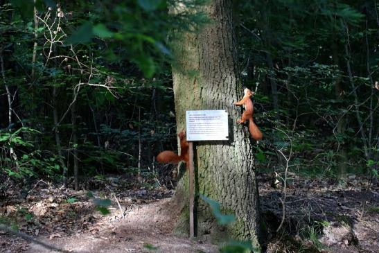 Eichhörnchen im Streit Wildpark Alte Fasanerie Klein Auheim 2019