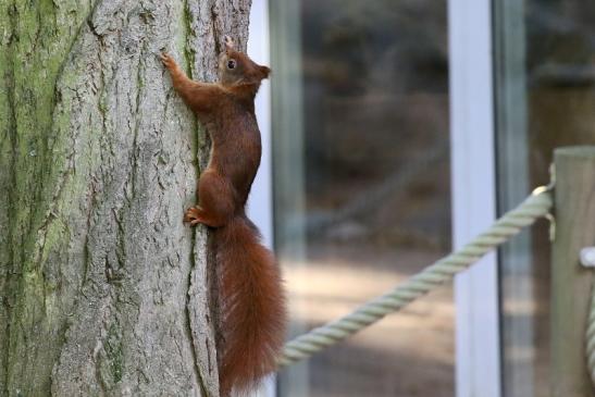 Eichhörnchen Zoo Vivarium Darmstadt 2019