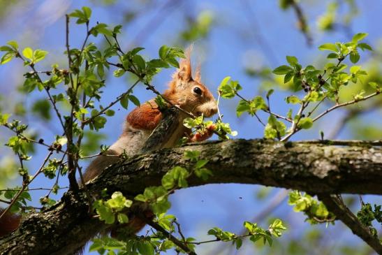 Eichhörnchen Schlosspark Biebrich 2015