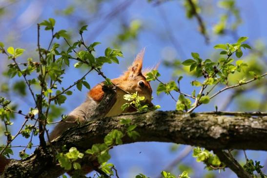 Eichhörnchen Schlosspark Biebrich 2015