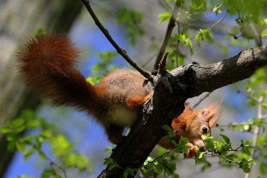 Eichhörnchen Schlosspark Biebrich 2015