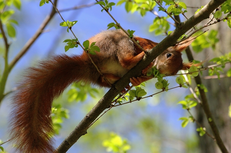 Eichhörnchen Schlosspark Biebrich 2015