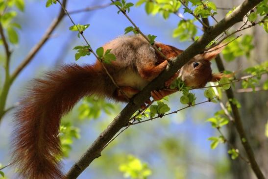 Eichhörnchen Schlosspark Biebrich 2015