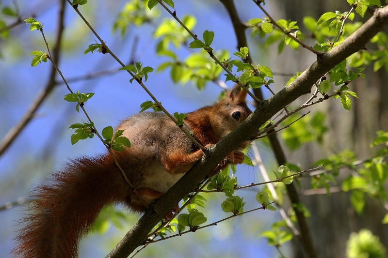 Eichhörnchen Schlosspark Biebrich 2015