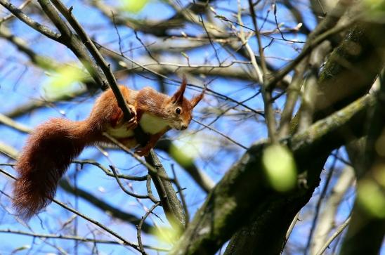 Eichhörnchen Schlosspark Biebrich 2017