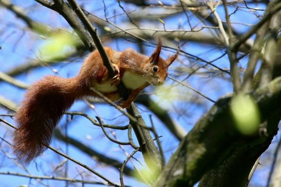 Eichhörnchen Schlosspark Biebrich 2017