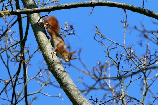 Eichhörnchen Schlosspark Biebrich 2017