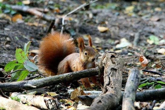 Eichhörnchen Wildpark Alte Fasanerie Klein Auheim 2015