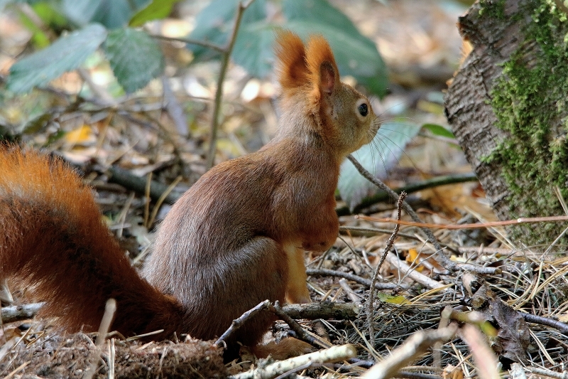 Eichhörnchen Wildpark Alte Fasanerie Klein Auheim 2015