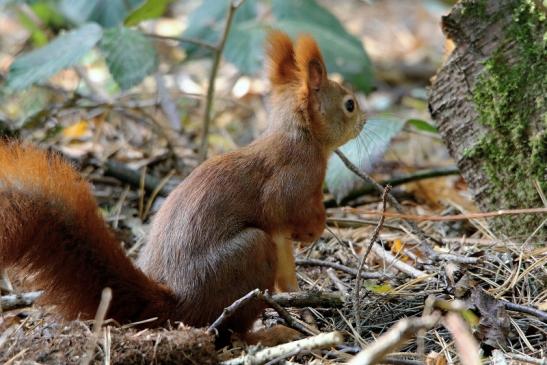 Eichhörnchen Wildpark Alte Fasanerie Klein Auheim 2015