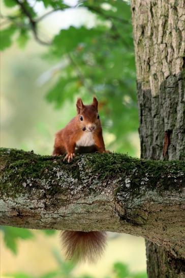 Eichhörnchen Wildpark Alte Fasanerie Klein Auheim 2015