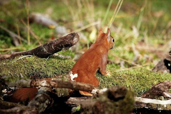 Eichhörnchen Wildpark Alte Fasanerie Klein Auheim 2015