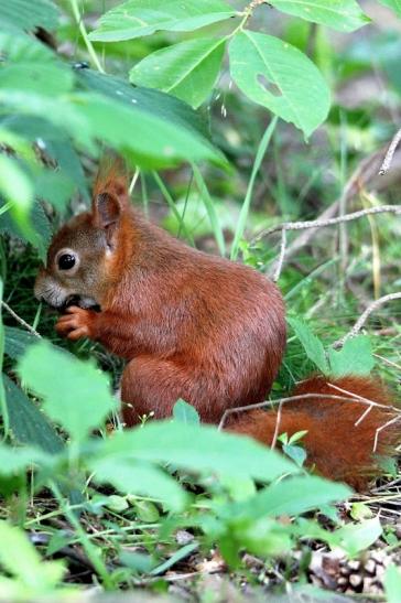 Eichhörnchen Wildpark Alte Fasanerie Klein Auheim 2015