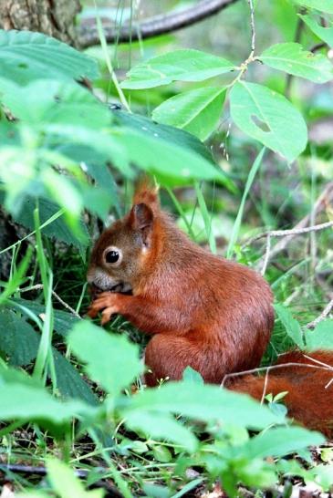 Eichhörnchen Wildpark Alte Fasanerie Klein Auheim 2015