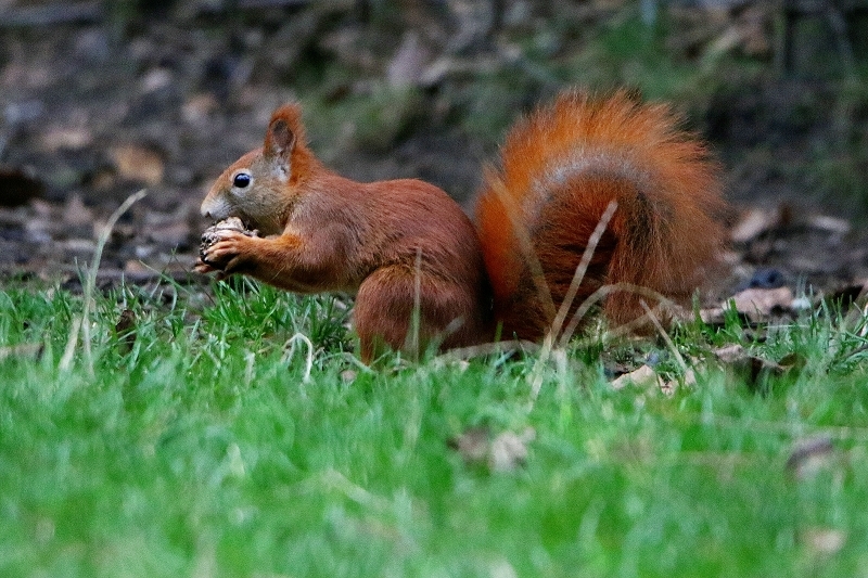 Eichhörnchen Wildpark Alte Fasanerie Klein Auheim 2015