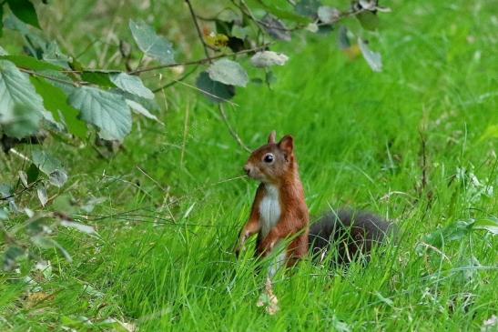 Eichhörnchen Wildpark Alte Fasanerie Klein Auheim 2017