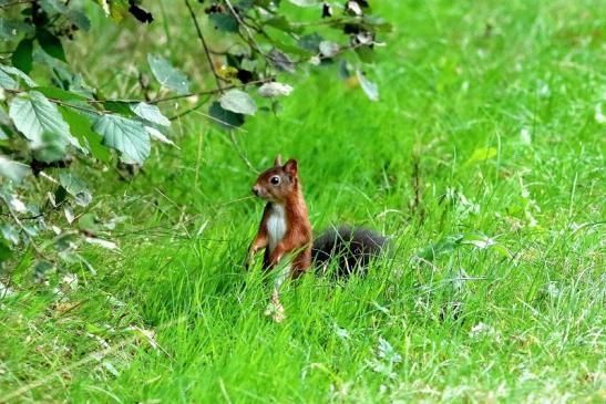 Eichhörnchen Wildpark Alte Fasanerie Klein Auheim 2017