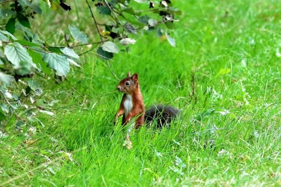 Eichhörnchen Wildpark Alte Fasanerie Klein Auheim 2017