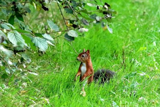 Eichhörnchen Wildpark Alte Fasanerie Klein Auheim 2017