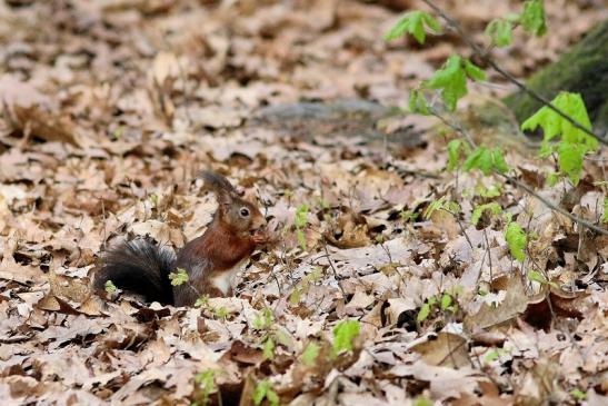 Eichhörnchen Wildpark Alte Fasanerie Klein Auheim 2017