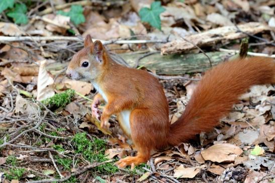 Eichhörnchen Wildpark Alte Fasanerie Klein Auheim 2021