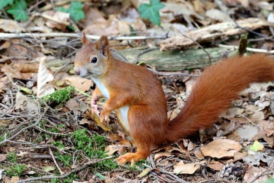 Eichhörnchen Wildpark Alte Fasanerie Klein Auheim 2021