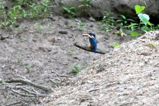 Eisvogel (Belegfoto) Wildpark Alte Fasanerie Klein Auheim 2018