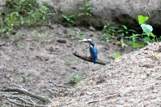 Eisvogel (Belegfoto) Wildpark Alte Fasanerie Klein Auheim 2018