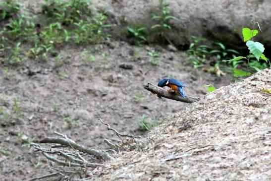 Eisvogel (Belegfoto) Wildpark Alte Fasanerie Klein Auheim 2018